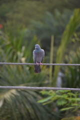 The domestic pigeon is a pigeon subspecies that was derived from the rock dove or rock pigeon. The rock pigeon is the world's oldest domesticated bird. Mesopotamian cuneiform tablets mention the domes