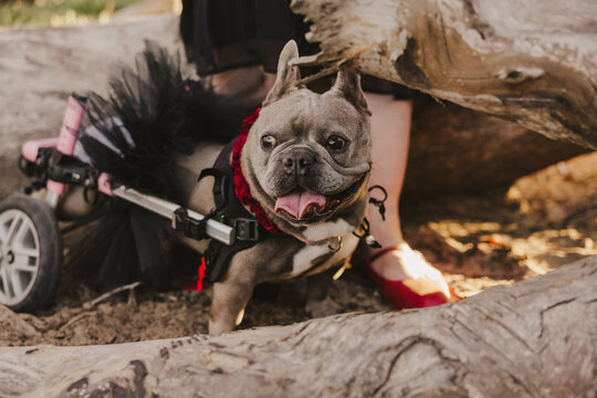 French Bull Dog with Wheel Chair