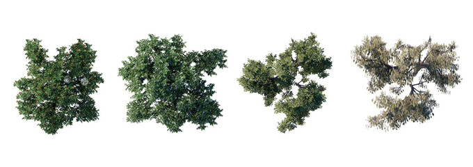 tree top view plant landscape architecture nature garden aerial render.
