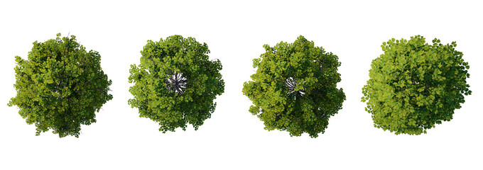 tree top view plant landscape architecture nature garden aerial render.