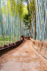 Fototapeta premium The path through Arashiyama Bamboo Forest, one of the top tourist attractions in Kyoto