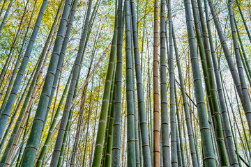 Fototapeta premium Bamboo trees background at Arashiyama Bamboo Forest in Kyoto.