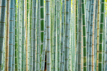 Bamboo trees background at Arashiyama Bamboo Forest in Kyoto.