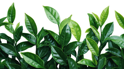 Obraz premium Lush green tea leaves basking in sunlight on a bright spring day in a serene garden setting