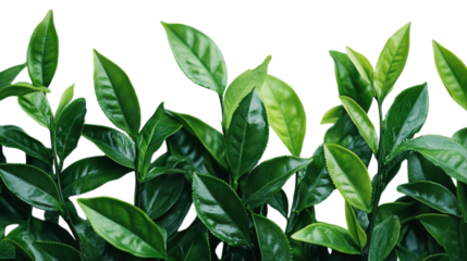 Lush green tea leaves basking in sunlight on a bright spring day in a serene garden setting