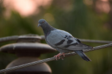 The domestic pigeon is a pigeon subspecies that was derived from the rock dove or rock pigeon. The rock pigeon is the world's oldest domesticated bird. Mesopotamian cuneiform tablets mention the domes