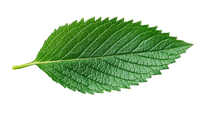 Fototapeta premium A vibrant green leaf showcasing intricate textures and vivid colors under soft natural light
