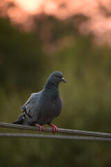 The domestic pigeon is a pigeon subspecies that was derived from the rock dove or rock pigeon. The rock pigeon is the world's oldest domesticated bird. Mesopotamian cuneiform tablets mention the domes
