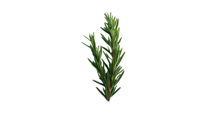 A fragrant sprig of rosemary showcasing its lush green needles against a white background