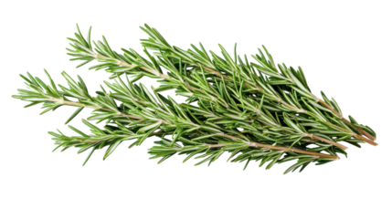 Freshly picked rosemary sprigs showcase nature's vibrant green hues and aromatic essence