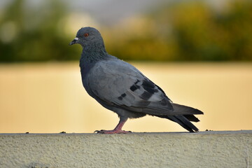 The domestic pigeon is a pigeon subspecies that was derived from the rock dove or rock pigeon. The rock pigeon is the world's oldest domesticated bird. Mesopotamian cuneiform tablets mention the domes