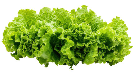 Fresh and vibrant green lettuce harvested from a local garden on a sunny afternoon