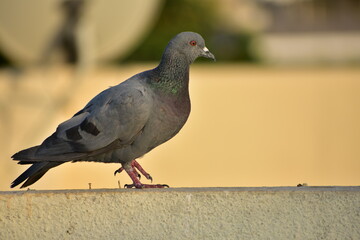 The domestic pigeon is a pigeon subspecies that was derived from the rock dove or rock pigeon. The rock pigeon is the world's oldest domesticated bird. Mesopotamian cuneiform tablets mention the domes