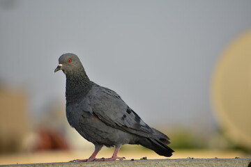 The domestic pigeon is a pigeon subspecies that was derived from the rock dove or rock pigeon. The rock pigeon is the world's oldest domesticated bird. Mesopotamian cuneiform tablets mention the domes