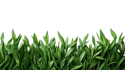 Lush green leaves rising vibrantly against a bright backdrop in a serene garden setting