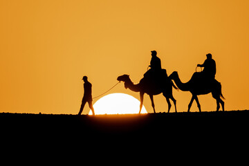 Camels walking at sunset desert