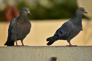 The domestic pigeon is a pigeon subspecies that was derived from the rock dove or rock pigeon. The rock pigeon is the world's oldest domesticated bird. Mesopotamian cuneiform tablets mention the domes