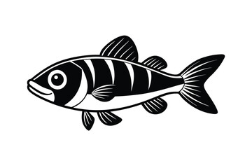 illustration of a  barramundi fish