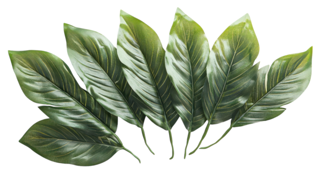 Lush green leaves displaying intricate textures and vibrant shades in a natural light setting