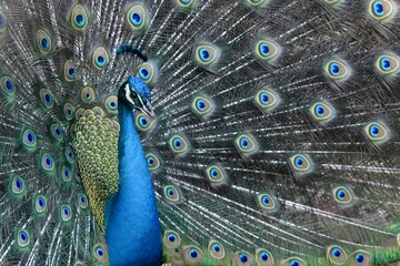 Obraz premium peacock indian peafowl bird feathers close