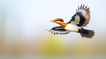Fototapeta premium Vibrant Bird in Flight Captured in Stunning Detail with Colorful Plumage and Graceful Wings Against a Soft Nature Background