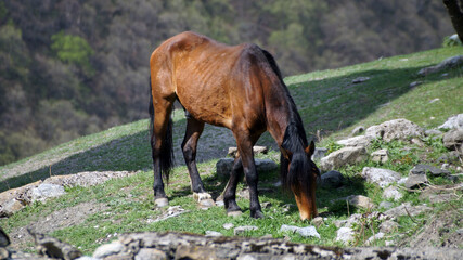 horse on the meadow