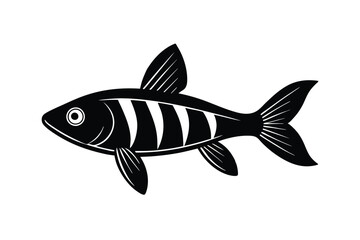 illustration of a  rasbora fish