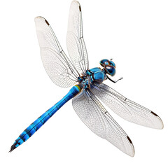 Blue dragonfly with iridescent wings nature clipping path image
