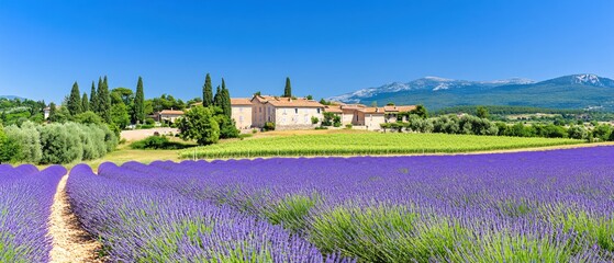 Lavender Fields French Farmhouse Sunny Day Scenic Vineyard Mountains