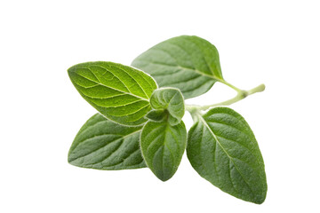 Obraz premium Small Cluster of Fresh Oregano Leaves on Transparent Background