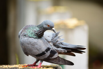 The domestic pigeon is a pigeon subspecies that was derived from the rock dove or rock pigeon. The rock pigeon is the world's oldest domesticated bird. Mesopotamian cuneiform tablets mention the domes