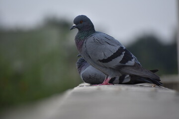 The domestic pigeon is a pigeon subspecies that was derived from the rock dove or rock pigeon. The rock pigeon is the world's oldest domesticated bird. Mesopotamian cuneiform tablets mention the domes