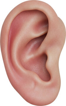 human ear listening, listen, face part, skin and anatomy, isolated transparent png