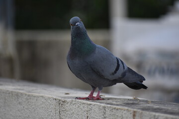 The domestic pigeon is a pigeon subspecies that was derived from the rock dove or rock pigeon. The rock pigeon is the world's oldest domesticated bird. Mesopotamian cuneiform tablets mention the domes