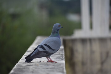 The domestic pigeon is a pigeon subspecies that was derived from the rock dove or rock pigeon. The rock pigeon is the world's oldest domesticated bird. Mesopotamian cuneiform tablets mention the domes