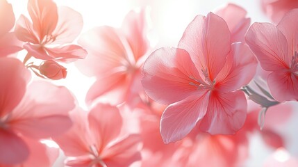 Fototapeta premium Macro photo of sakura flower.