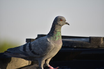 The domestic pigeon is a pigeon subspecies that was derived from the rock dove or rock pigeon. The rock pigeon is the world's oldest domesticated bird. Mesopotamian cuneiform tablets mention the domes