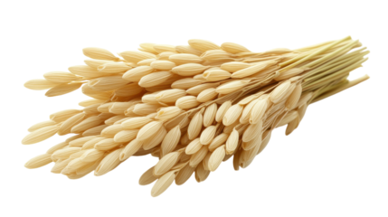 Golden stalks of rice bundled together under soft sunlight on a serene summer day