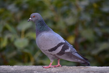The domestic pigeon is a pigeon subspecies that was derived from the rock dove or rock pigeon. The rock pigeon is the world's oldest domesticated bird. Mesopotamian cuneiform tablets mention the domes