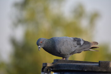 The domestic pigeon is a pigeon subspecies that was derived from the rock dove or rock pigeon. The rock pigeon is the world's oldest domesticated bird. Mesopotamian cuneiform tablets mention the domes
