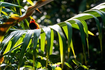 In a Tropical Garden