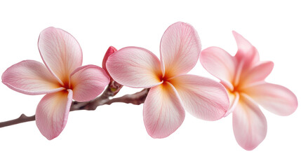 Obraz premium Delicate pink plumeria blossoms bloom gracefully on a branch in soft morning light