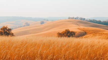 Fototapeta premium Golden hills landscape at dawn.