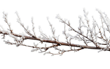 Obraz premium Frost-covered branches in winter with delicate ice crystals on display Isolated on Transparent Background PNG