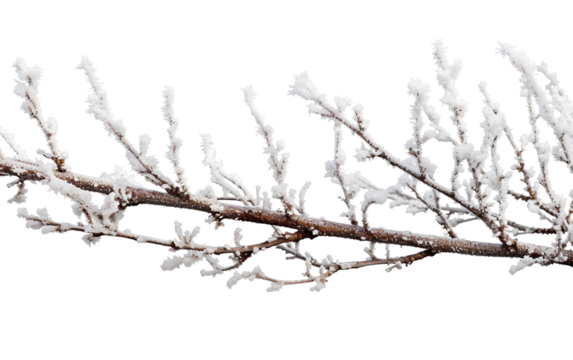 Frost-covered branches in winter with delicate ice crystals on display Isolated on Transparent Background PNG