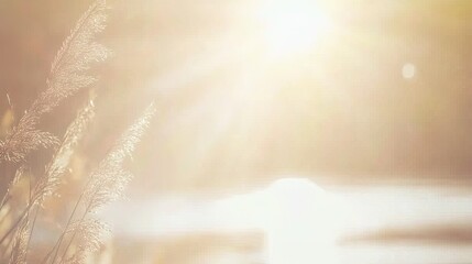 Golden Sunlight on Reeds.