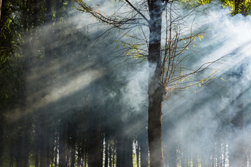 Sunbeams and Smoke in a Forest