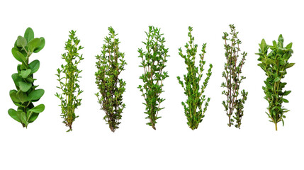 A vibrant collection of fresh herbs artfully displayed on a white background