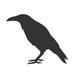Raven Silhouette Illustration, Black Bird Sketch, Isolated