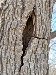 Fototapeta premium Close-up view of a damaged tree trunk, showing a large crack and cavity in the bark, textured surface with vertical lines